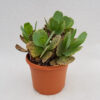 Kalanchoe marmorata pot Ø 17