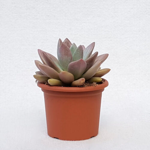 Pachyveria Loredana pot Ø 13