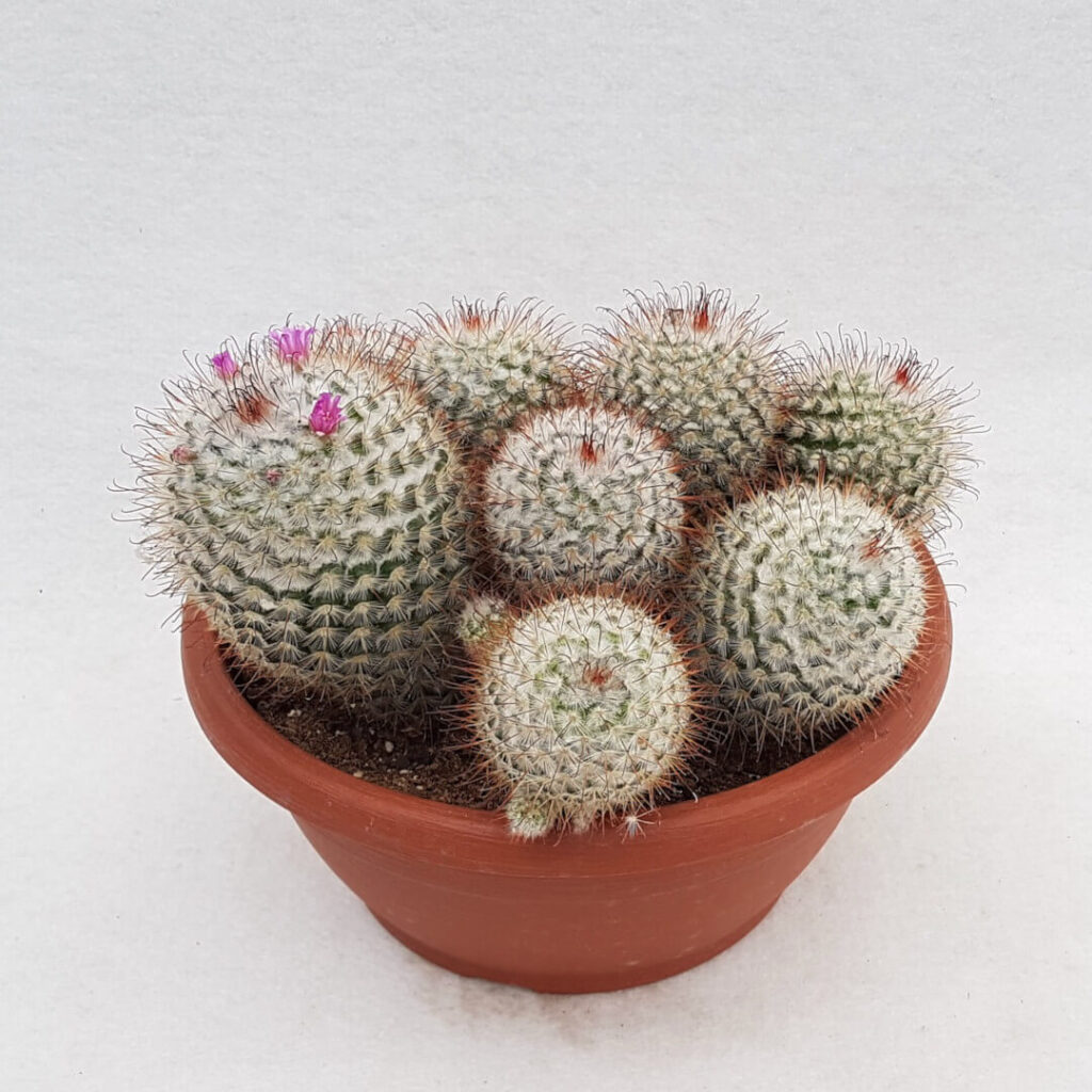 Mammillaria bombycina pot Ø 25