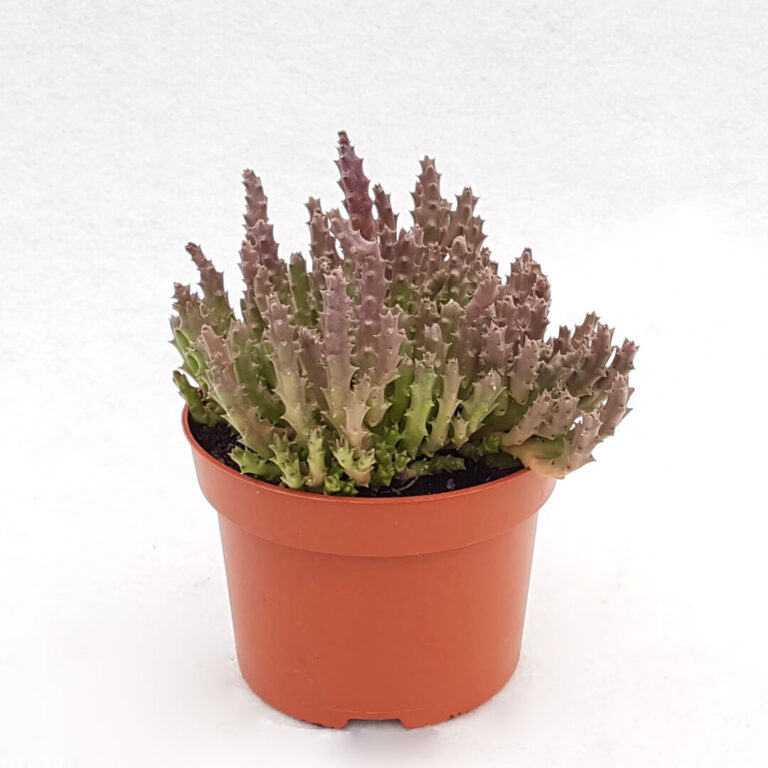 Stapelia variegata pot Ø 13