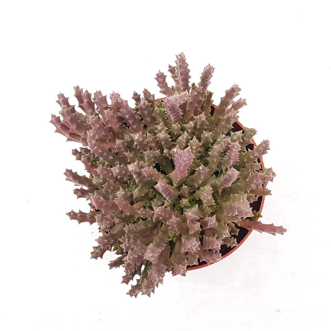 Stapelia variegata pot Ø 13