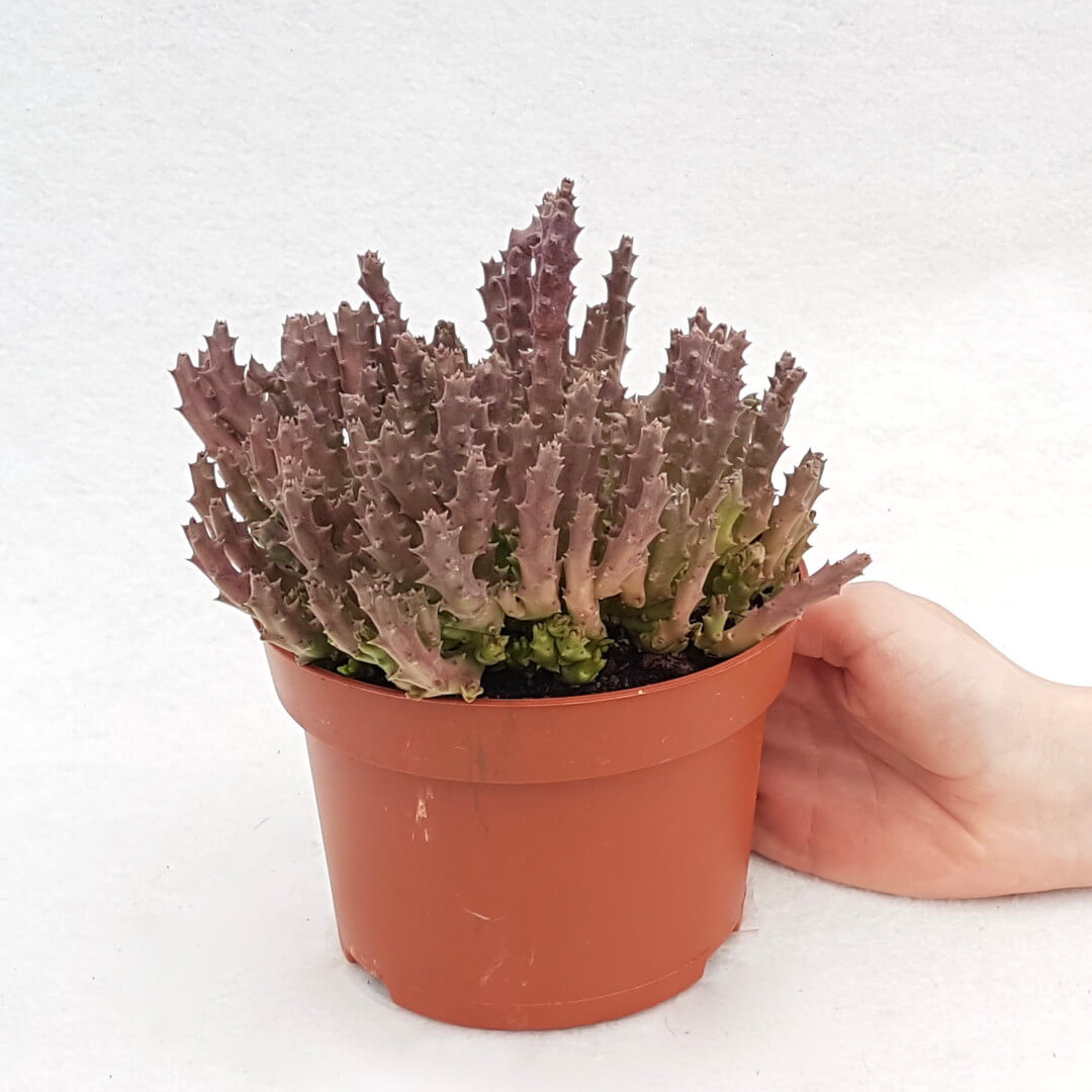 Stapelia variegata pot Ø 13