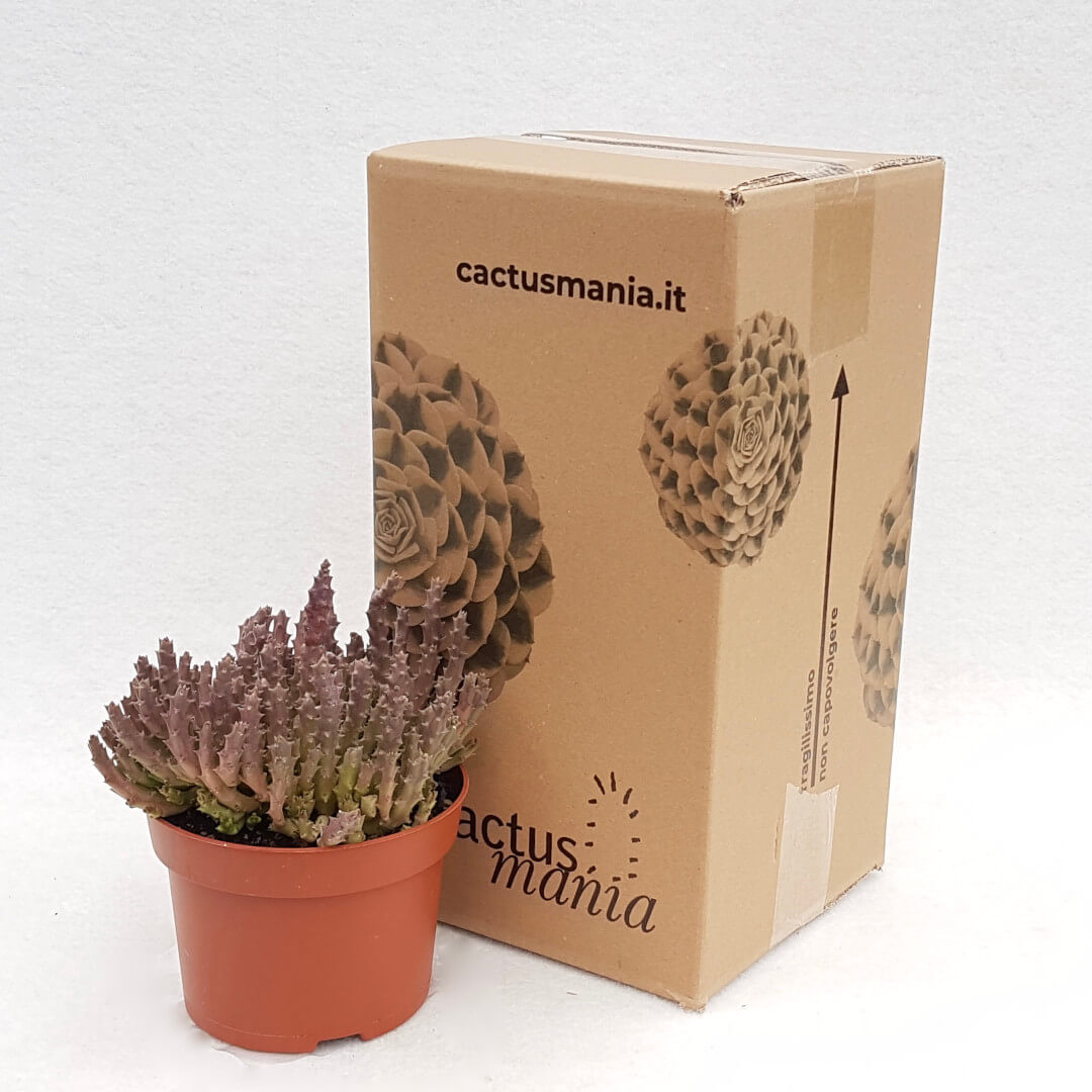 Stapelia variegata pot Ø 13