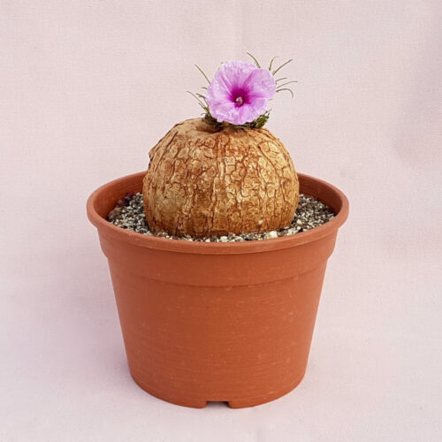 Ipomea bolusii pot Ø 18 | Boutique CactusMania