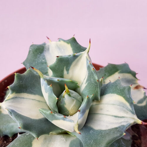 Agave isthmensis Ohi Raijin pot Ø 10,5 - Manera Choco