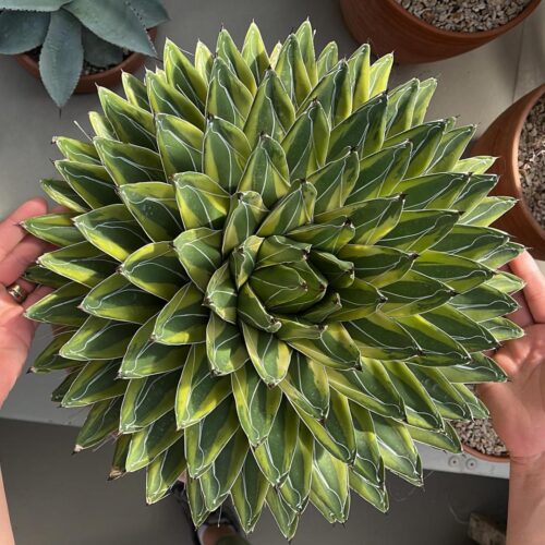 Agave victoriae-reginae variegata pot Ø 30 cm