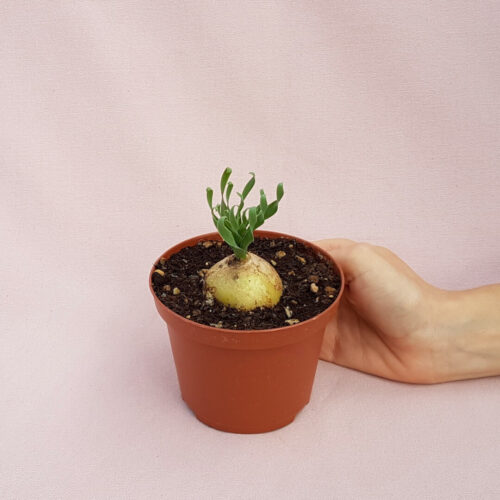 Albuca concordiana pot Ø 10,5 | Boutique CactusMania