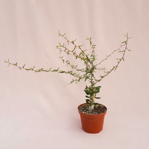 Alluaudiopsis marnieriana pot Ø 10,5