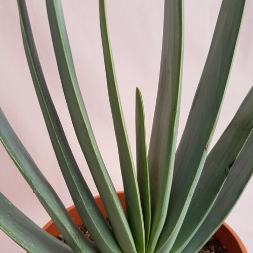 Aloe plicatilis pot Ø 17