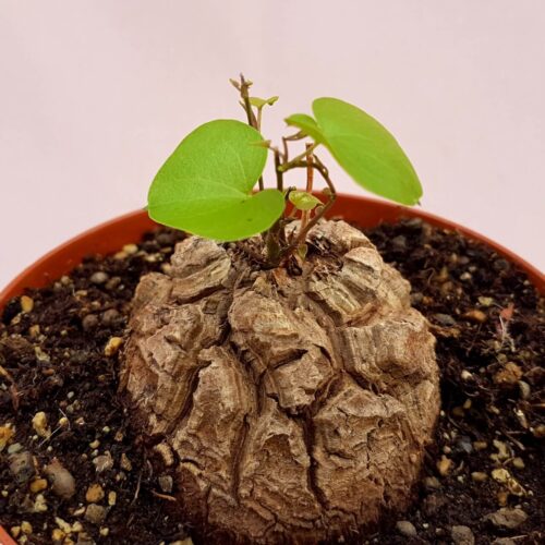 Dioscorea elephantipes montana pot Ø 12