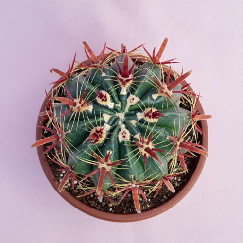 Ferocactus latispinus pot Ø 20 | Boutique CactusMania