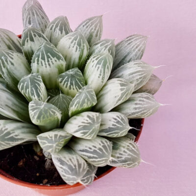 Haworthia cooperi pilifera variegata pot Ø 7,5