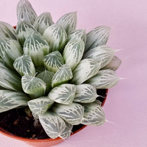 Haworthia cooperi pilifera variegata pot Ø 7,5
