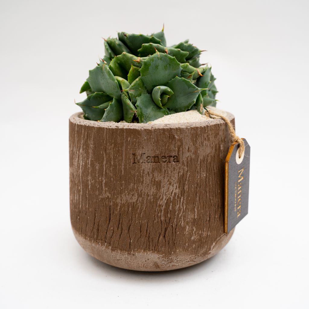 Agave potatorum pot Ø 14 - Manera Choco