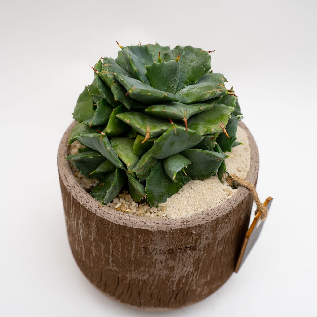 Agave potatorum pot Ø 14 - Manera Choco