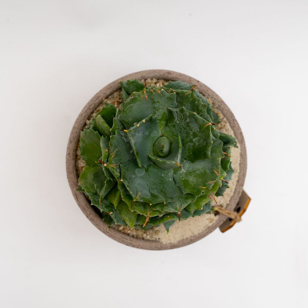 Agave potatorum pot Ø 14 - Manera Choco