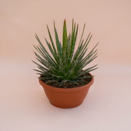 Agave filifera