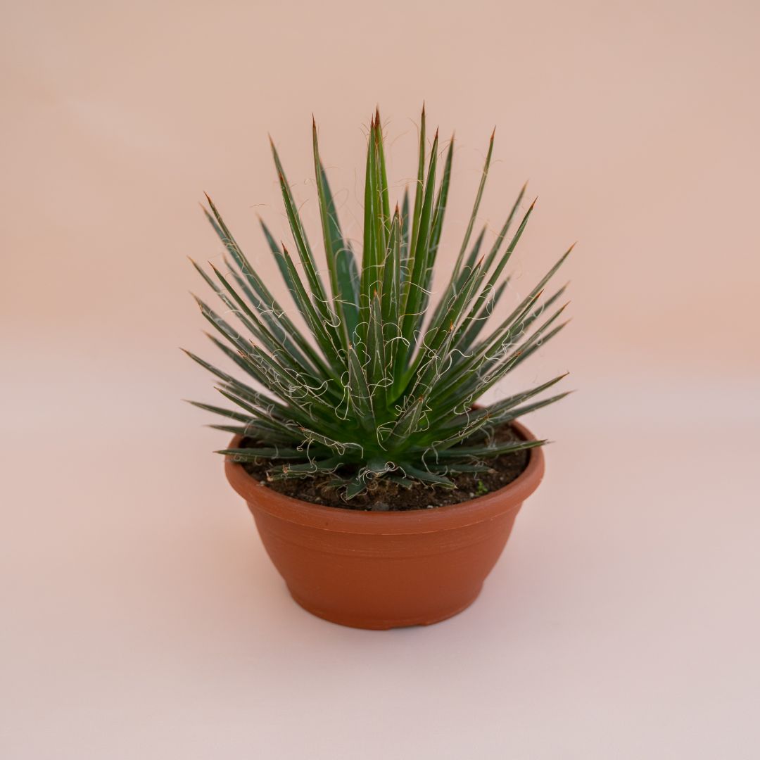 Agave filifera