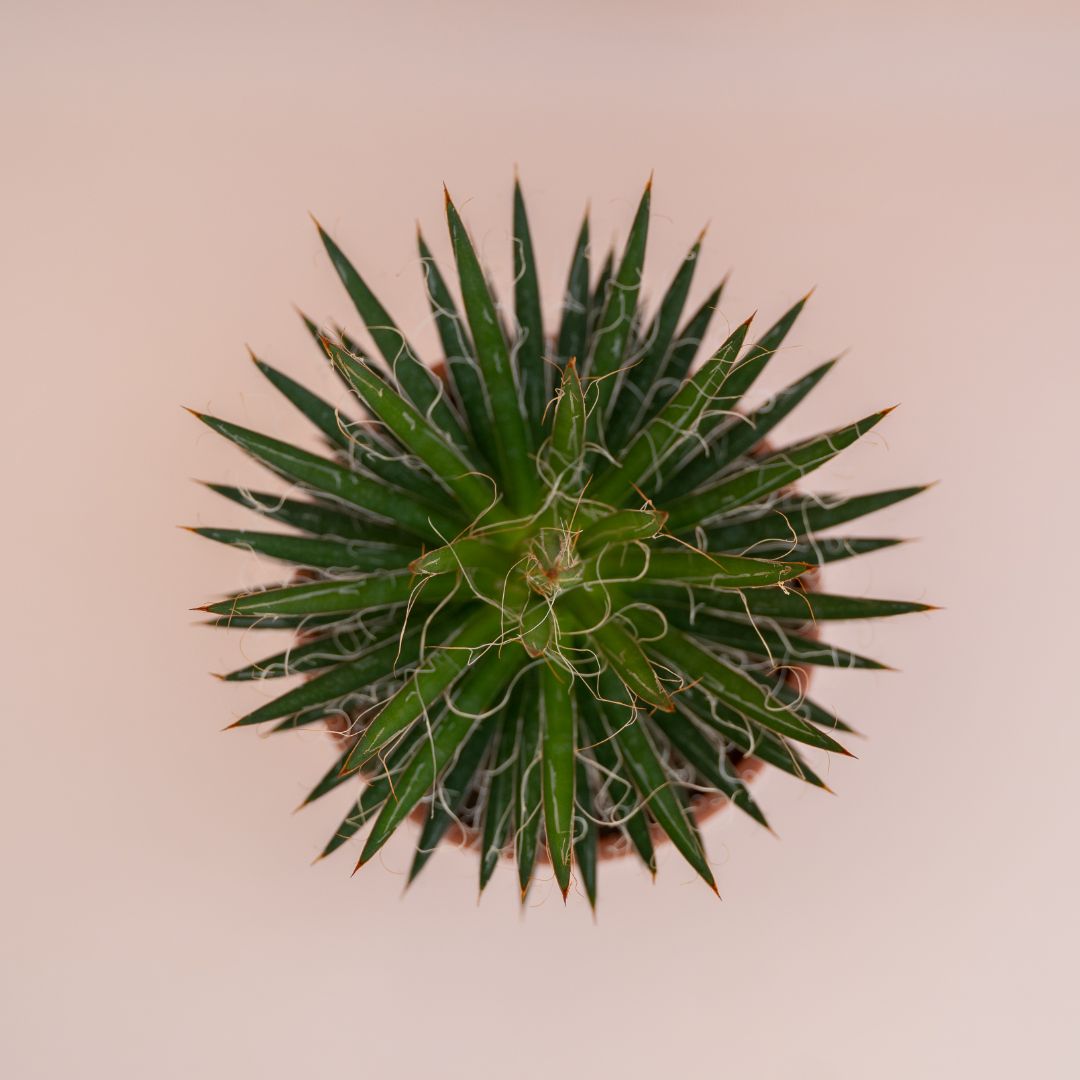 Agave filifera