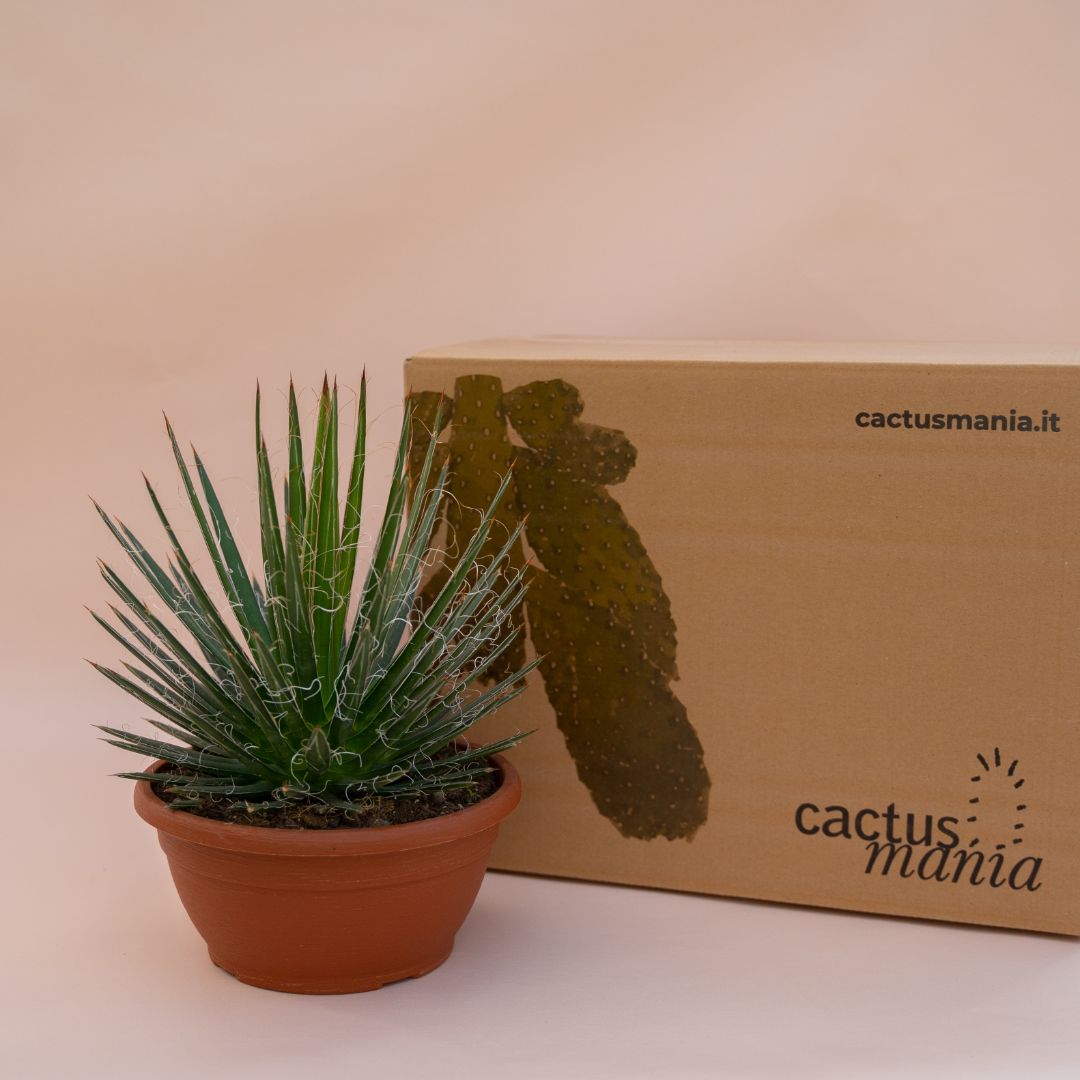 Agave filifera