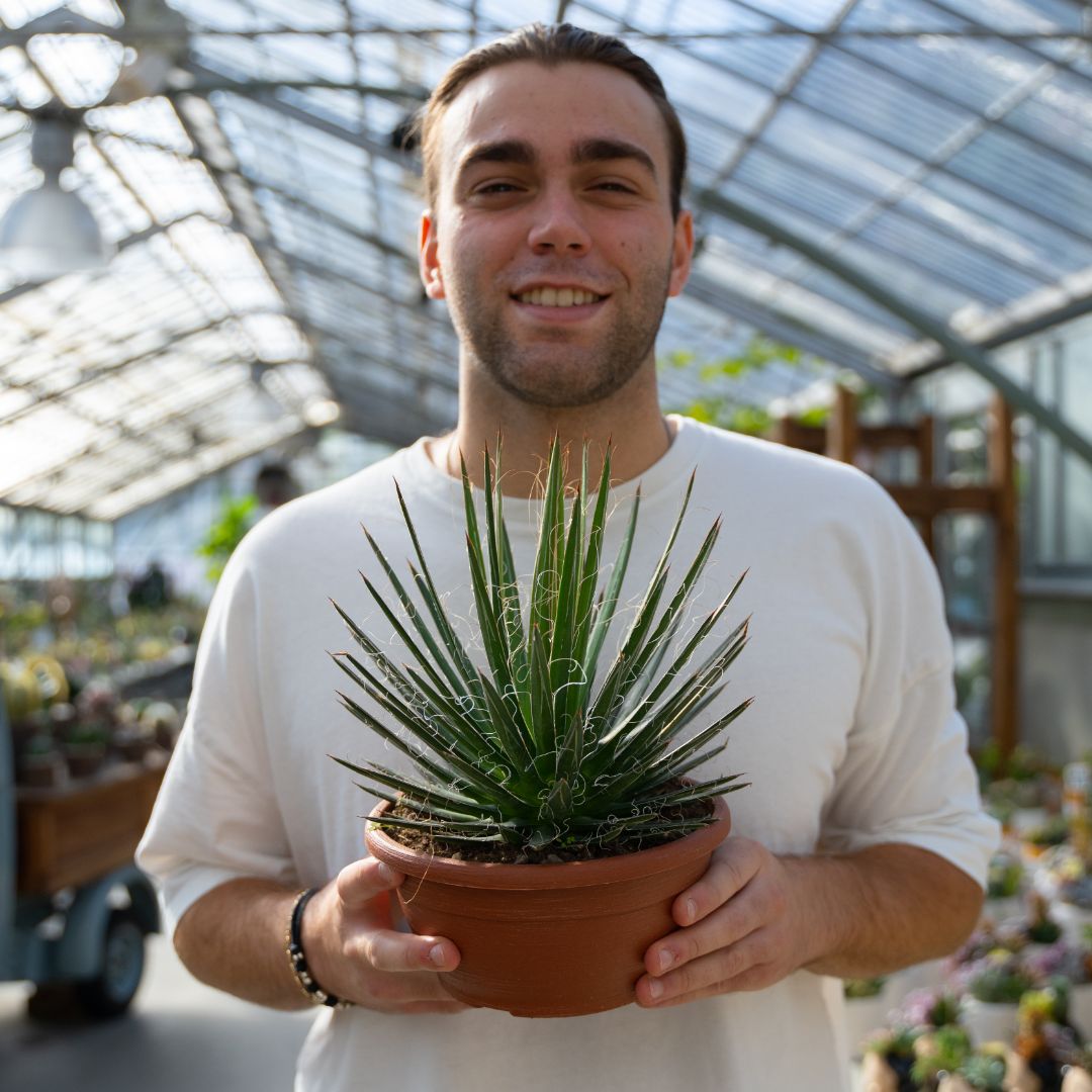 Agave filifera