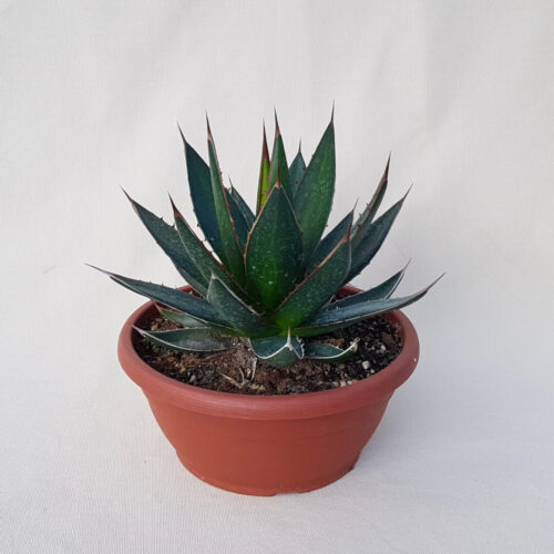 Agave ghiesbreghetii pot Ø 25