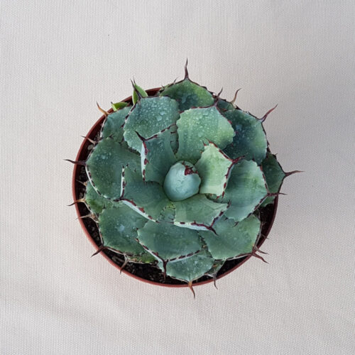 Agave potatorum variegata pot Ø 14 | CactusMania