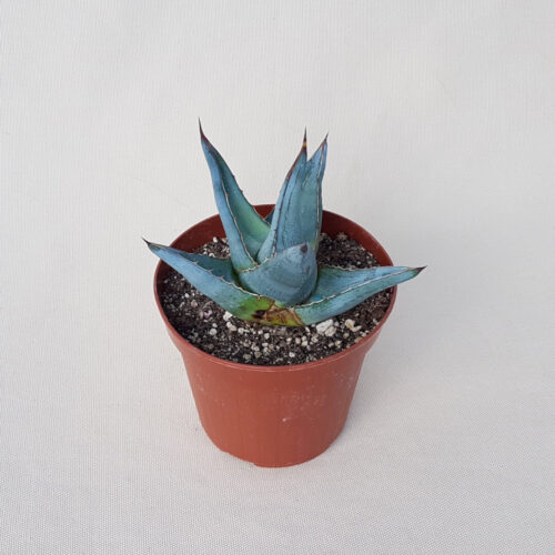 Agave pumila pot Ø 14 | Boutique CactusMania