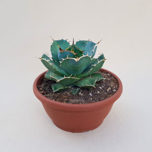 Agave titanota pot Ø 20 | Boutique CactusMania