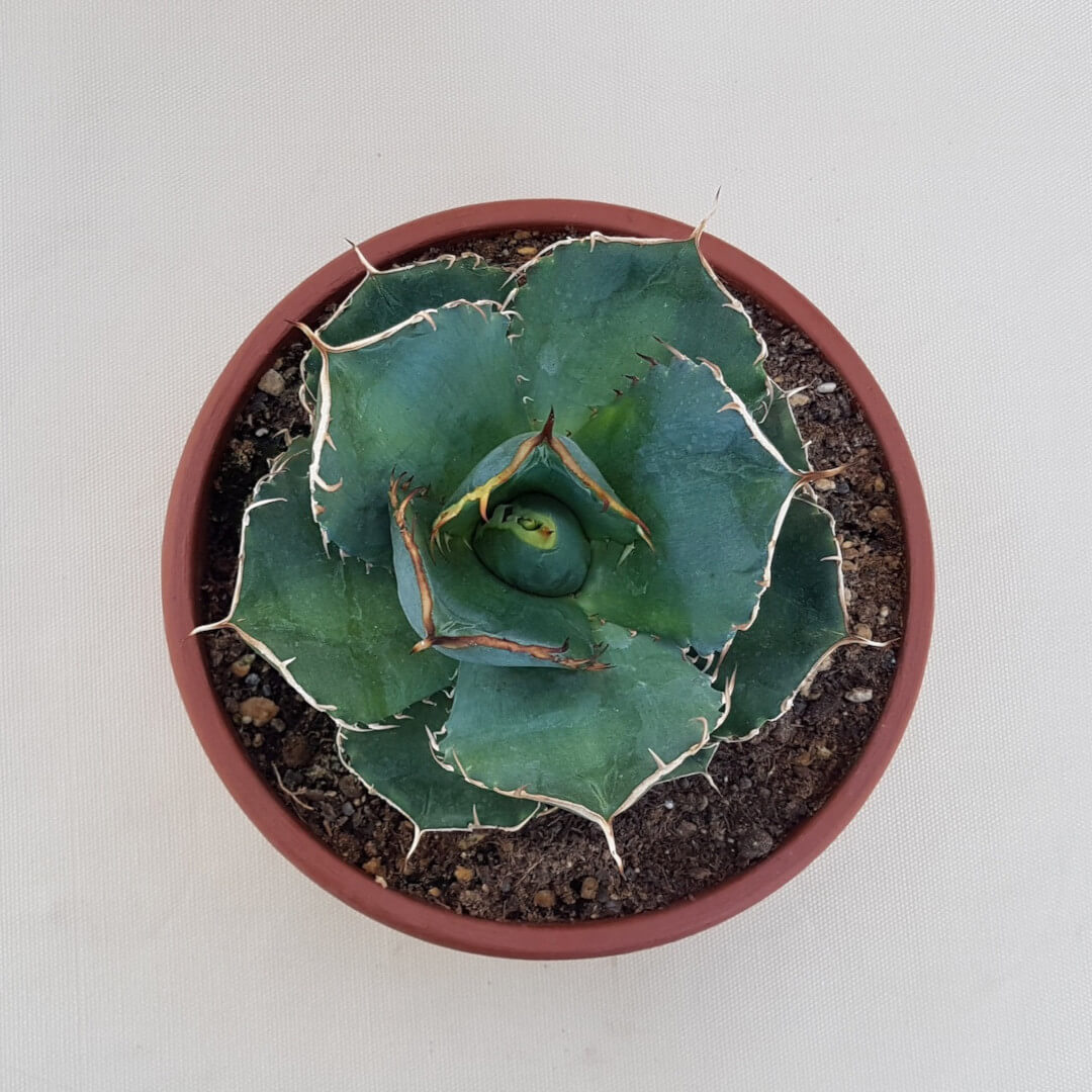 Agave titanota pot Ø 20 | Boutique CactusMania