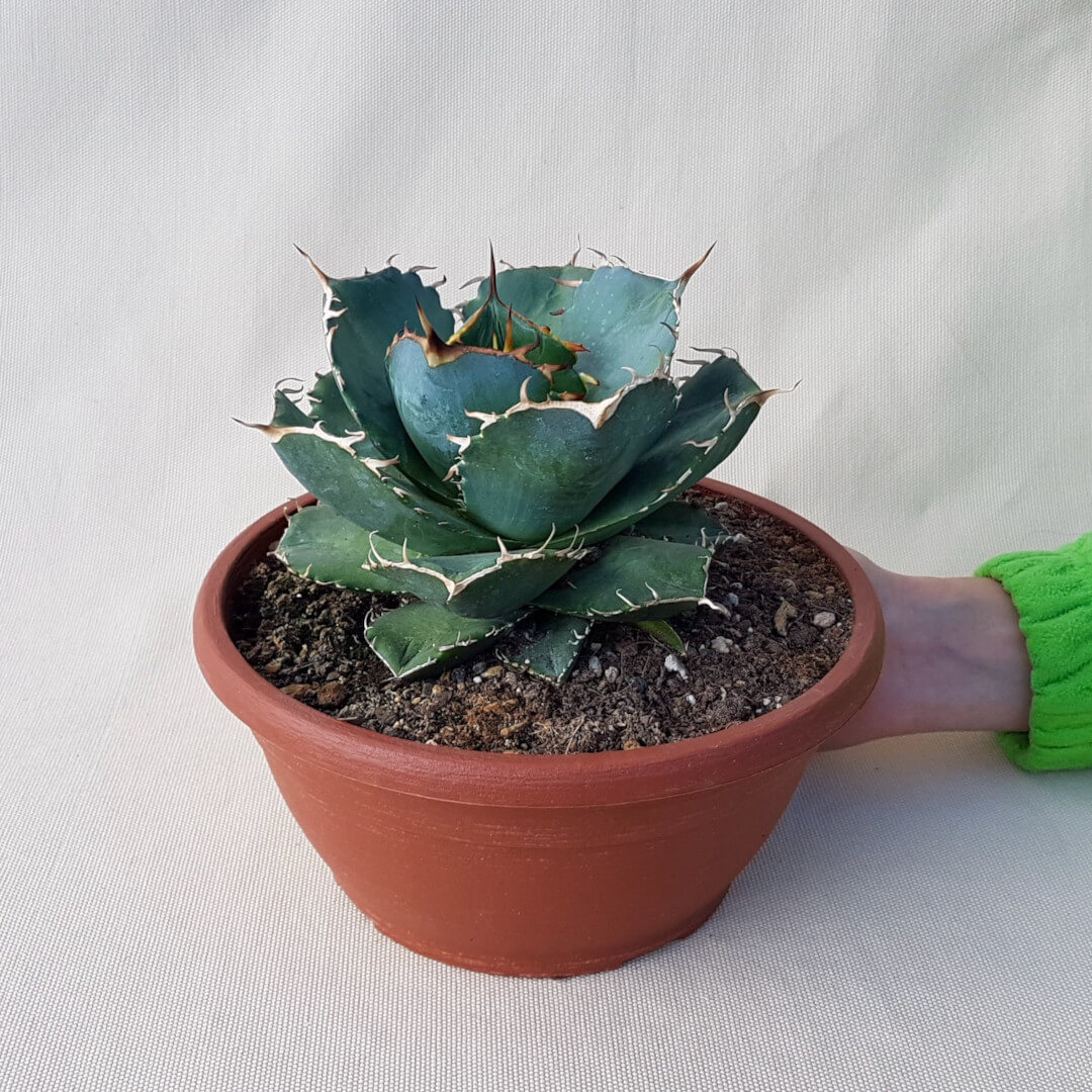 Agave titanota pot Ø 20 | Boutique CactusMania