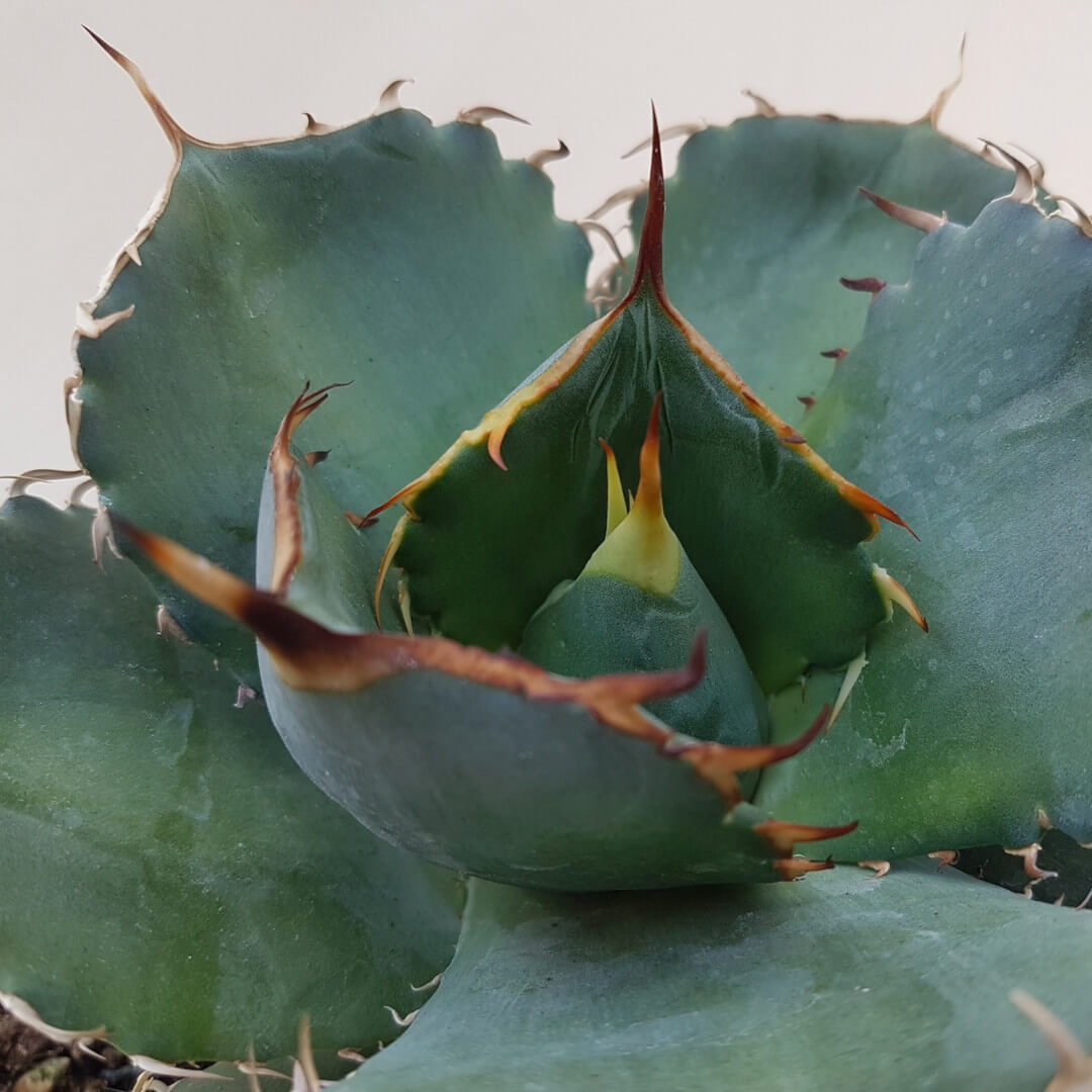 Agave titanota pot Ø 20 | Boutique CactusMania