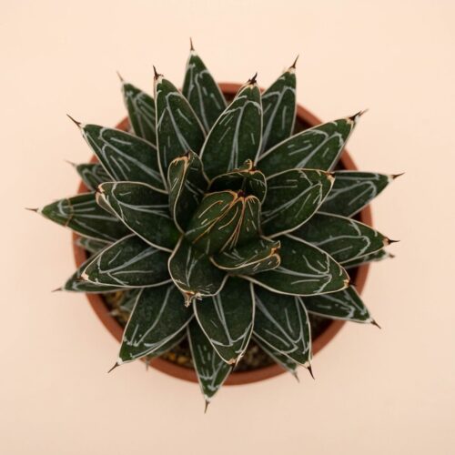 Agave victoriae-reginae vaso Ø 20