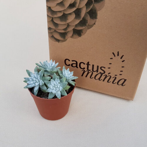 Dudleya greenei cv. White Sprite pot Ø 7,5