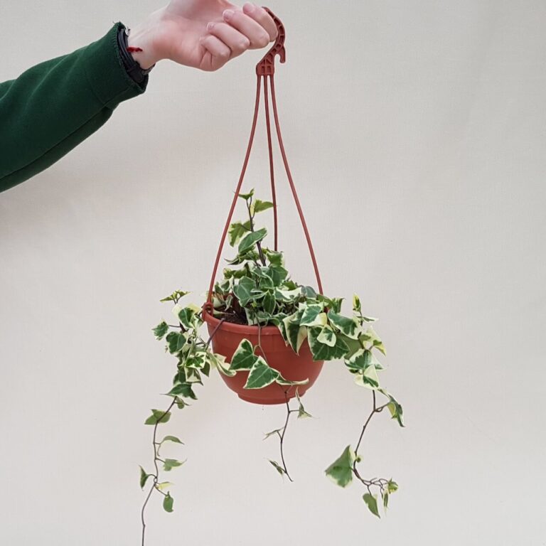 Senecio macroglossus Ø 14 | CactusMania