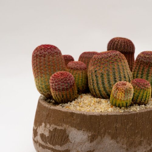Echinocereus rigidissimus rubrispinus pot Ø 20 - Manera Choco