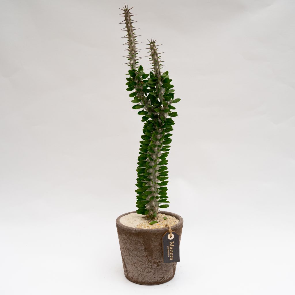 Alluaudia procera pot Ø 16 - Manera Choco