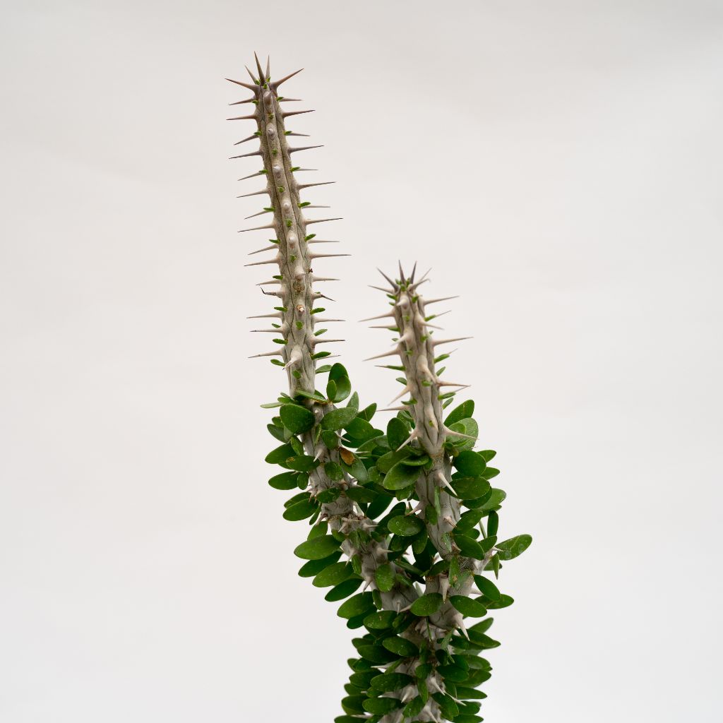 Alluaudia procera pot Ø 16 - Manera Choco