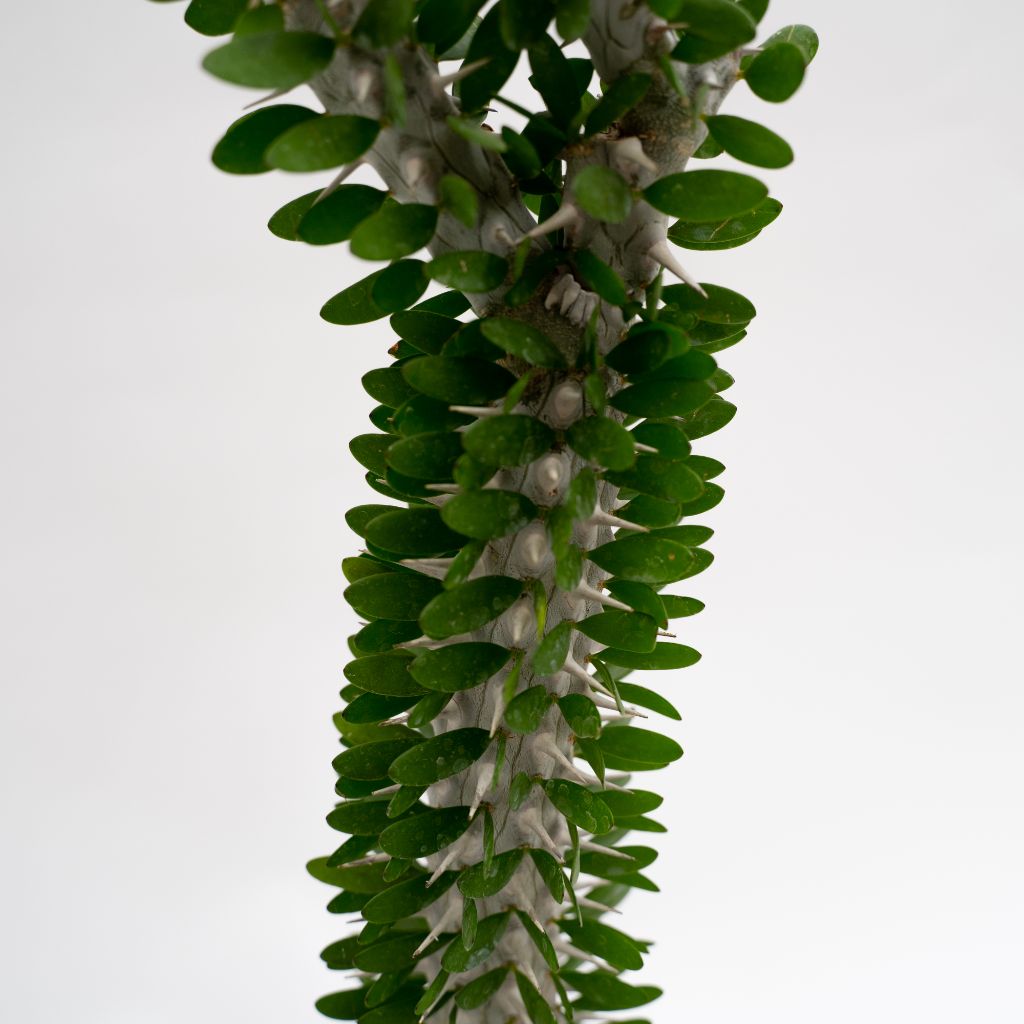 Alluaudia procera pot Ø 16 - Manera Choco