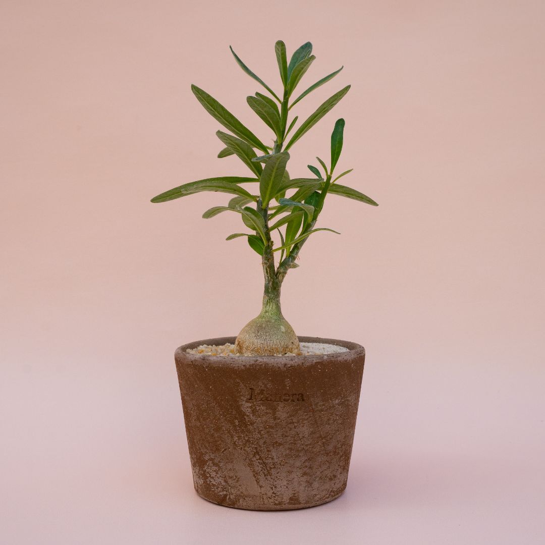 Pachypodium succulentum pot Ø 12 - Manera Choco