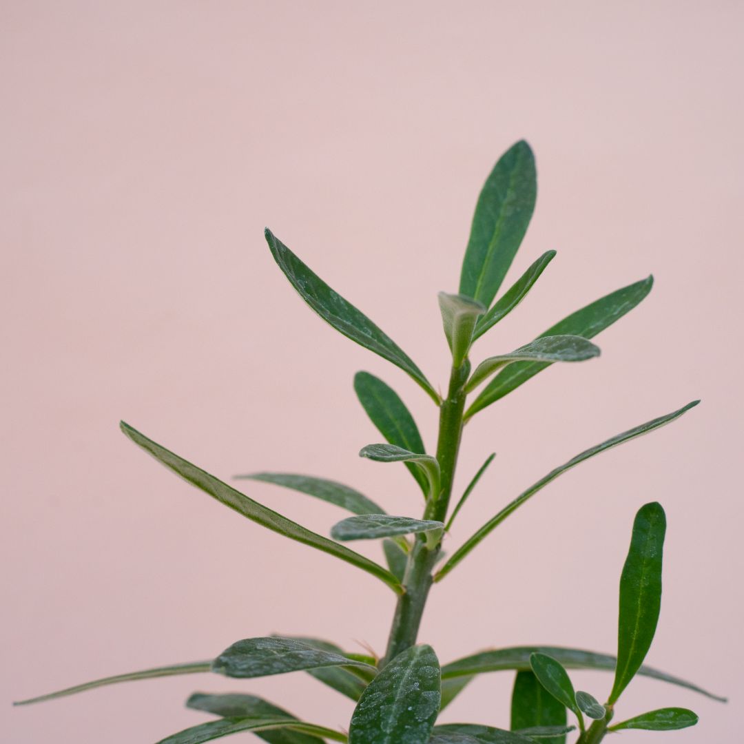 Pachypodium succulentum pot Ø 12 - Manera Choco