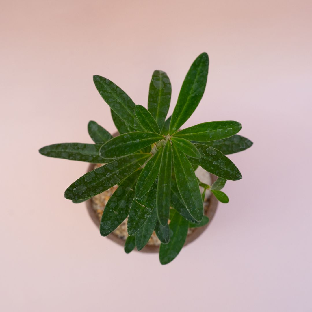 Pachypodium succulentum pot Ø 12 - Manera Choco