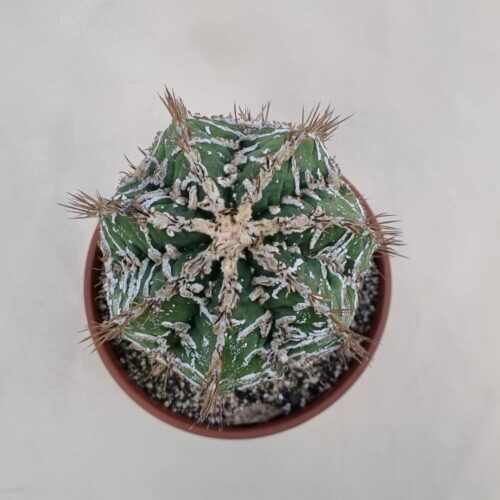 Astrophytum ornatum hannya 108Z | Astrophytum rare CactusMania