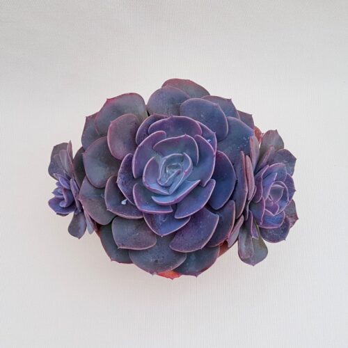Echeveria Dusty Rose pot Ø 18 | Boutique CactusMania