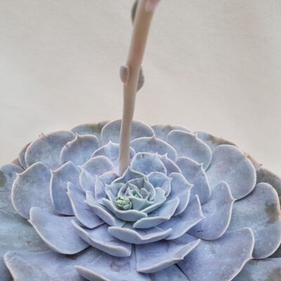 Echeveria lilacina pot Ø 20 | Boutique CactusMania