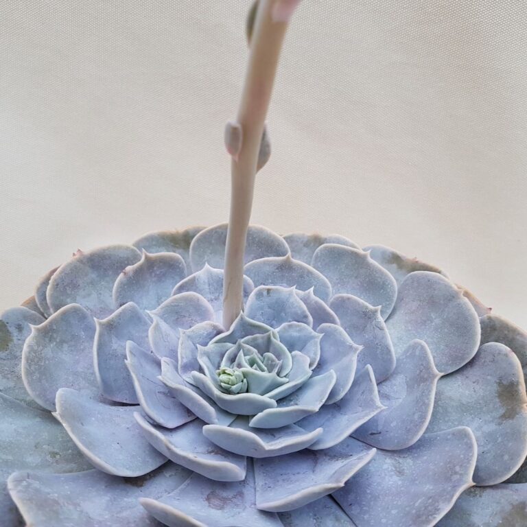 Echeveria lilacina pot Ø 20 | Boutique CactusMania