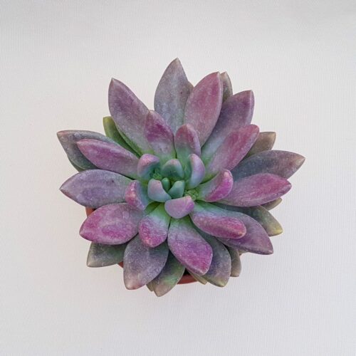 Pachyveria Loredana pot Ø 18 | Boutique CactusMania