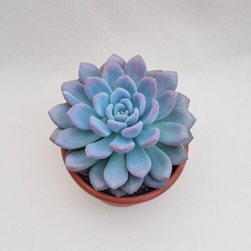 Pachyveria sp pot Ø 18 | Boutique CactusMania
