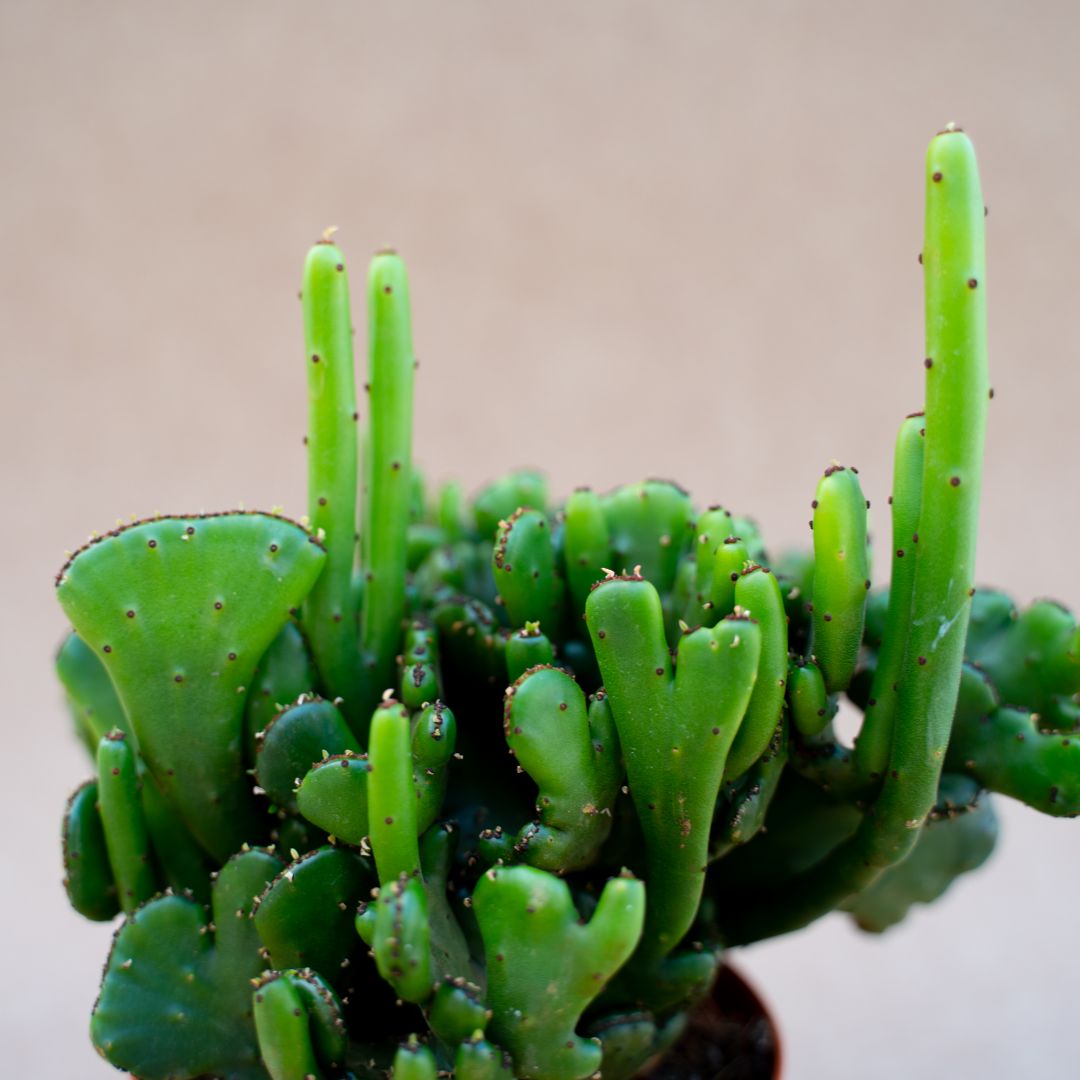 Euphorbia leucodendron f. cristata pot Ø 10,5