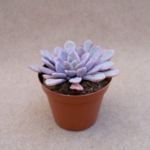 Graptoveria debbie ''Lilac spoons'' pot Ø 12